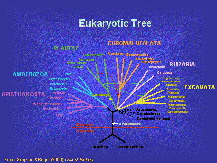 Slide #33. Eukaryotic Tree