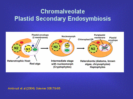 Slide #34. Ambrust et al (2004) Science 306:79-86