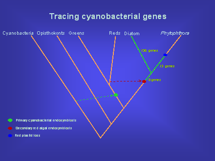 Slide #36. Cyanobacteria