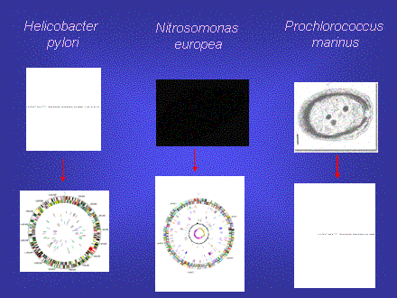 Slide #41. Helicobacter <BR>pylori