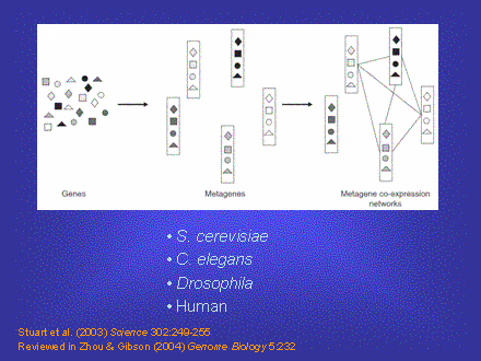Slide #53. Reviewed in Zhou & Gibson (2004) Genome Biology 5:232