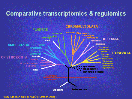 Slide #55. Comparative transcriptomics & regulomics