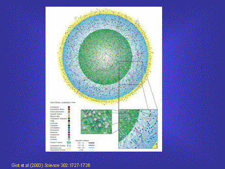 Slide #57. Giot et al (2003) Science 302:1727-1736