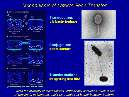 Slide #11. Mechanisms of Lateral Gene Transfer