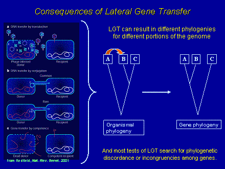 Slide #12. Consequences of Lateral Gene Transfer