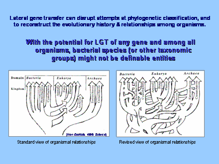 Slide #14. With the potential for LGT of any gene and among all organisms, bacterial species (or other taxonomic groups) might not be definable entities