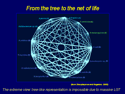 Slide #16. (from Zhaxybayeva and Gogarten, 2002)