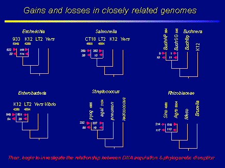 Slide #19. Escherichia 