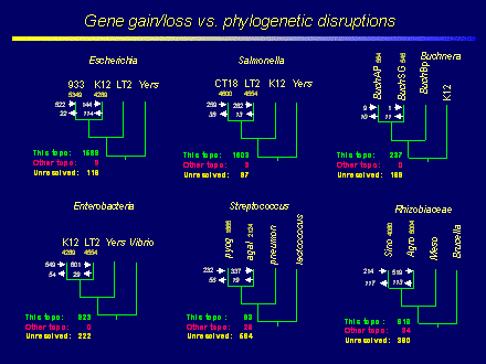 Slide #21. Escherichia 