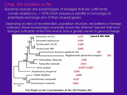 Slide #26. Bacterial species are assemblages of lineages that are sufficiently closely related (i.e., > 95% DNA sequence identity in homologs) to potentially exchange any of their shared genes