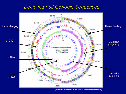 Slide #3. Depicting Full Genome Sequences