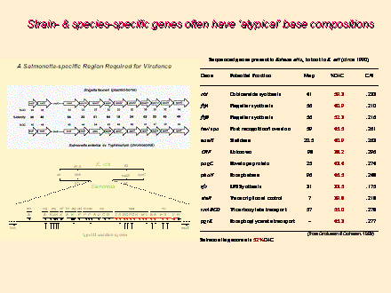 Slide #7. Strain- & species-specific genes often have atypical base compositions