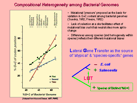 Slide #8. Compositional Heterogeneity among Bacterial Genomes