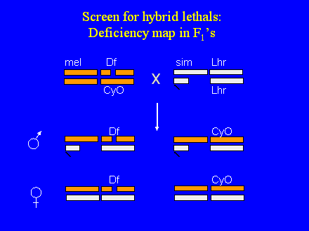 Slide #10. Screen for hybrid lethals:  