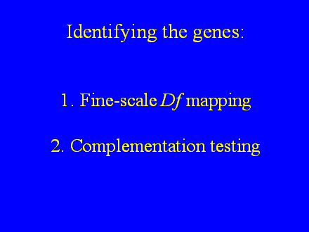 Slide #17. Identifying the genes: