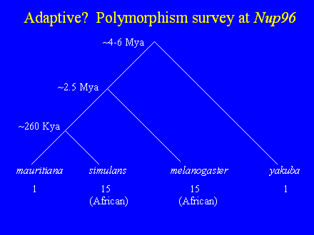 Slide #22. Adaptive?  Polymorphism survey at Nup96