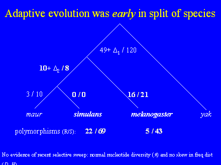 Slide #24. Adaptive evolution was early in split of species