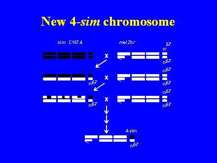 Slide #30. New 4-sim chromosome