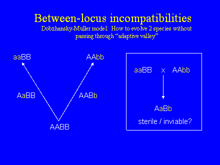 Slide #8.     Between-locus incompatibilities