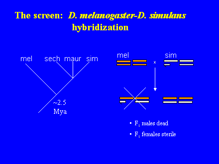 Slide #9. The screen:  D. melanogaster-D. simulans hybridization