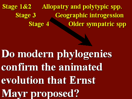 Slide #12. Stage 1&2	Allopatry and polytypic spp.<BR>	Stage 3		Geographic introgession<BR>		Stage 4		Older sympatric spp