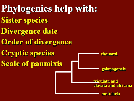 Slide #13. Phylogenies help with: Sister species<BR>Divergence date<BR>Order of divergence<BR>Cryptic species<BR>Scale of panmixis<BR>