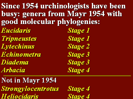 Slide #14. Since 1954 urchinologists have been busy: genera from Mayr 1954 with good molecular phylogenies:<BR>Eucidaris			Stage 1<BR>Tripneustes			Stage 1<BR>Lytechinus			Stage 2<BR>Echinometra			Stage 3<BR>Diadema			Stage 3<BR>Arbacia				Stage 4<BR>Not in Mayr 1954<BR>Strongylocentrotus	Stage 4<BR>Heliocidaris			Stage 4