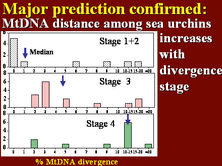 Slide #20. Major prediction confirmed: MtDNA distance among sea urchins
