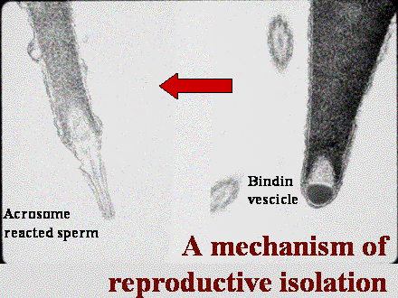 Slide #31. Acrosome reacted sperm