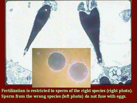 Slide #32. Fertilization is restricted to sperm of the right species (right photo). Sperm from the wrong species (left photo) do not fuse with eggs.