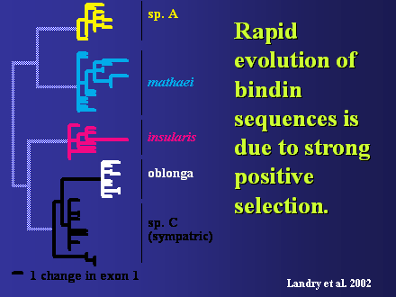 Slide #33. Rapid evolution of bindin sequences is due to strong positive selection.