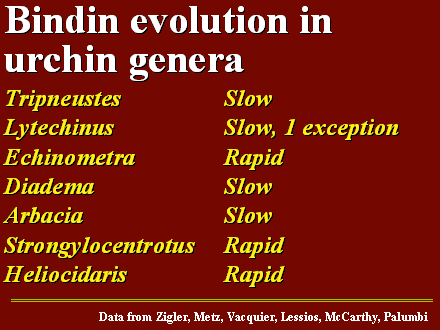 Slide #35. Bindin evolution in urchin genera<BR>Tripneustes			Slow<BR>Lytechinus			Slow, 1 exception<BR>Echinometra			Rapid<BR>Diadema			Slow<BR>Arbacia				Slow<BR>Strongylocentrotus	Rapid<BR>Heliocidaris			Rapid