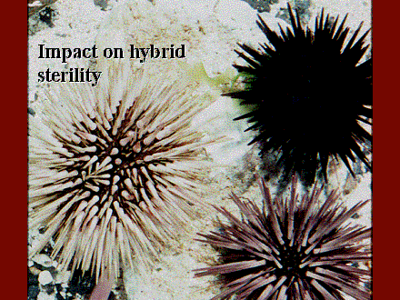 Slide #39. Impact on hybrid sterility