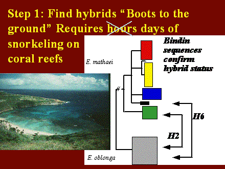 Slide #40. Step 1: Find hybrids "Boots to the ground" Requires hours days of snorkeling on <BR>coral reefs