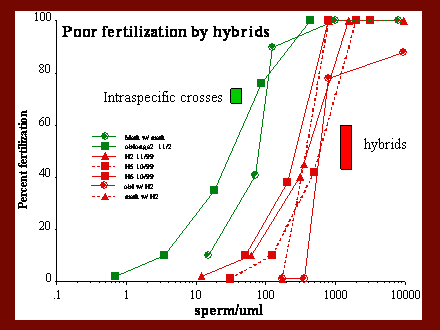 Slide #41. Poor fertilization by hybrids 