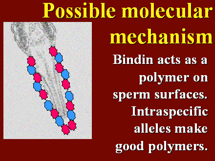 Slide #42. Possible molecular mechanism