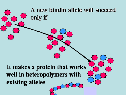 Slide #44. A new bindin allele will succeed only if