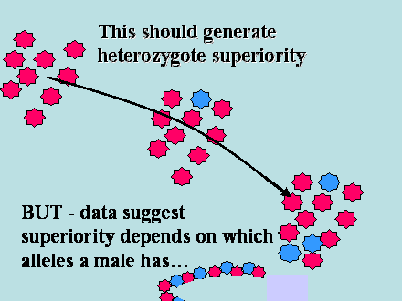 Slide #45. This should generate heterozygote superiority