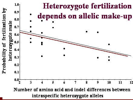 Slide #46. Probability of  fertilization by heterozygote male 