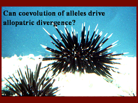 Slide #47. Can coevolution of alleles drive allopatric divergence?