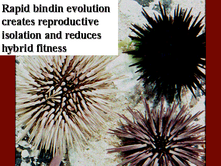 Slide #48. Rapid bindin evolution creates reproductive isolation and reduces hybrid fitness 