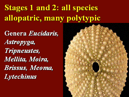 Slide #7. Stages 1 and 2: all species allopatric, many polytypic