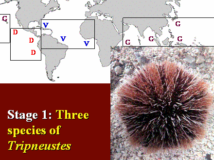 Slide #8. Stage 1: Three species of Tripneustes
