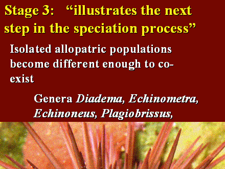 Slide #9. Stage 3:   "illustrates the next step in the speciation process"