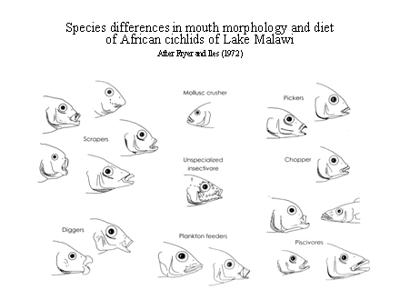 Slide #14. Species differences in mouth morphology and diet <BR>of African cichlids of Lake Malawi <BR>After Fryer and Iles (1972)