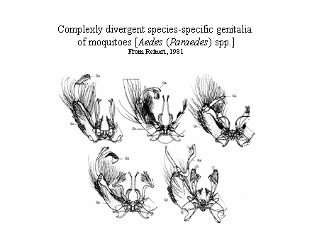 Slide #16. Complexly divergent species-specific genitalia <BR>of moquitoes [Aedes (Paraedes) spp.]<BR>From Reinert, 1981