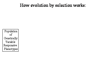 Slide #17. Population<BR>of<BR>Genetically<BR>Variable <BR>Responsive <BR>Phenotypes