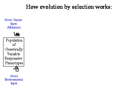 Slide #18. Novel Genetic<BR>Input<BR>(Mutation)