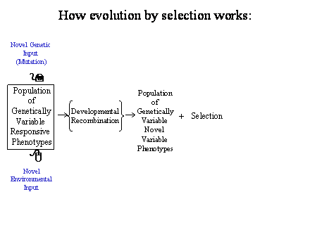 Slide #20. Novel Genetic<BR>Input<BR>(Mutation)