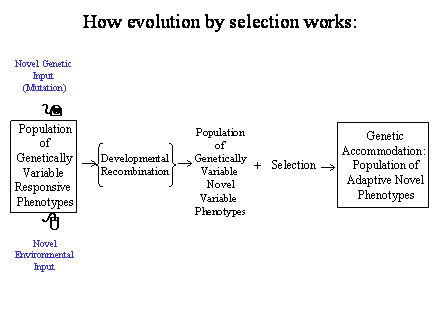 Slide #21. Novel Genetic<BR>Input<BR>(Mutation)